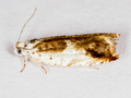 Ancylis laetana